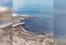 Mancha de posible hidrocarburo en el Pánuco moviliza a autoridades y afecta a pescadores mancha hidrocarburo Pánuco en el río