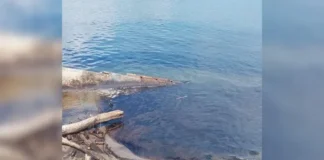Mancha de posible hidrocarburo en el Pánuco moviliza a autoridades y afecta a pescadores mancha hidrocarburo Pánuco en el río