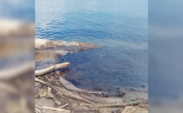 Mancha de posible hidrocarburo en el Pánuco moviliza a autoridades y afecta a pescadores mancha hidrocarburo Pánuco en el río