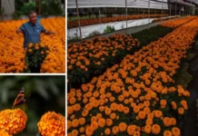 Cempasúchil mexicano genera 2.6 millones de macetas en Xochimilco; productores espean aumento en ventas Cempasúchil mexicano listo para la venta en Xochimilco