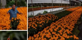 Cempasúchil mexicano genera 2.6 millones de macetas en Xochimilco; productores espean aumento en ventas Cempasúchil mexicano listo para la venta en Xochimilco