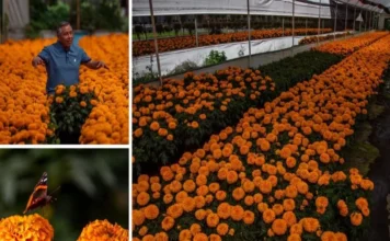 Cempasúchil mexicano genera 2.6 millones de macetas en Xochimilco; productores espean aumento en ventas Cempasúchil mexicano listo para la venta en Xochimilco