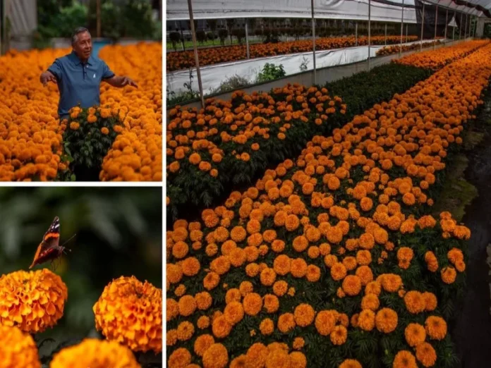 Macetas de cempasúchil mexicano en los invernaderos de Xochimilco Cempasúchil mexicano listo para la venta en Xochimilco