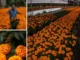 Cempasúchil mexicano genera 2.6 millones de macetas en Xochimilco; productores espean aumento en ventas Cempasúchil mexicano listo para la venta en Xochimilco