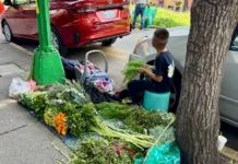 Trabajan 3.5 millones de niños en el país: Inegi Imagen que muestra trabajo infantil México en actividades agrícolas