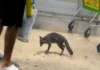 Aplican eutanasia a la zorra gris con rabia que rasguñó a una niña en Cancún Zorra gris rabia capturada en zona urbana de Cancún