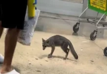 Aplican eutanasia a la zorra gris con rabia que rasguñó a una niña en Cancún Zorra gris rabia capturada en zona urbana de Cancún
