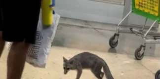 Aplican eutanasia a la zorra gris con rabia que rasguñó a una niña en Cancún Zorra gris rabia capturada en zona urbana de Cancún