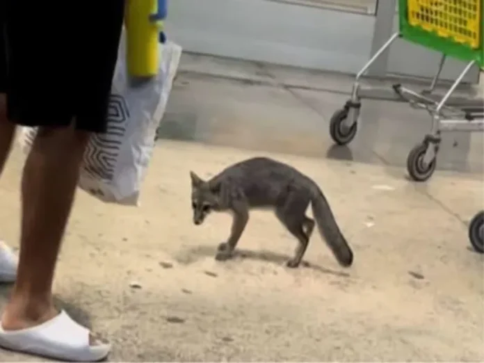 Zorra gris con rabia capturada en Cancún Zorra gris rabia capturada en zona urbana de Cancún
